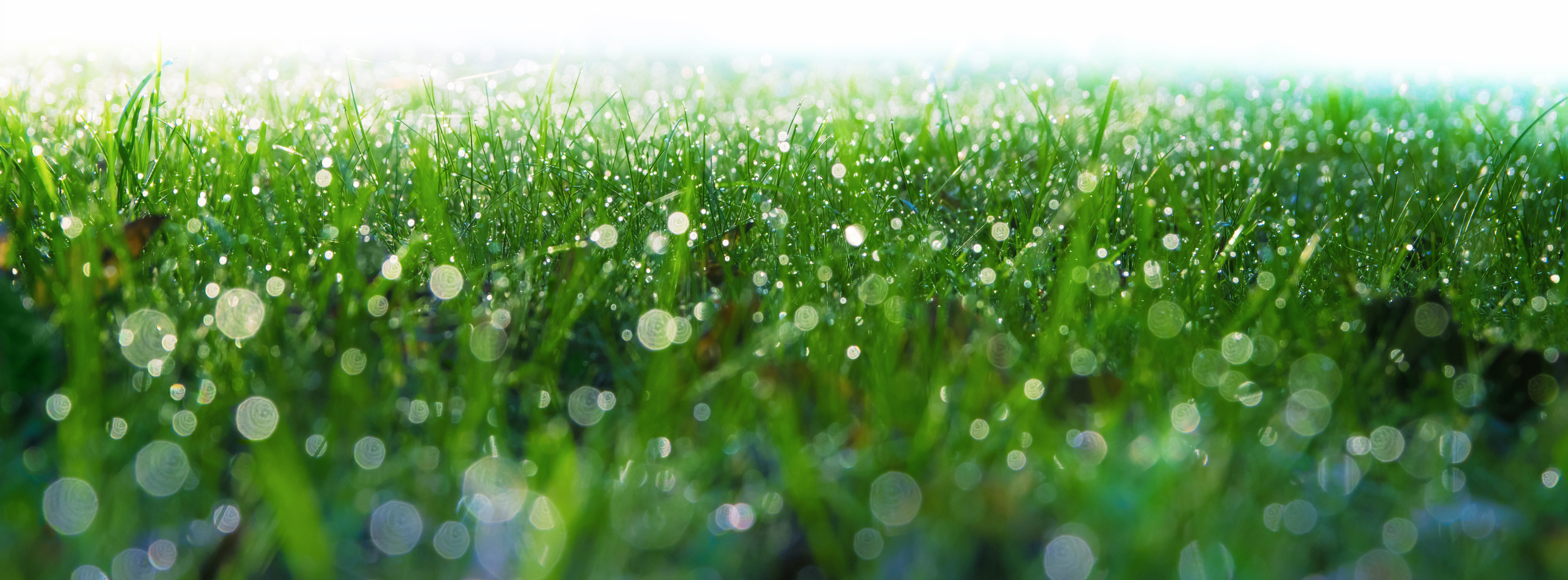 dewy grass bottom decoration
